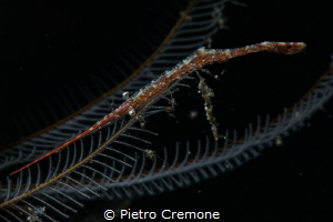 Sawblade shrimp by Pietro Cremone 